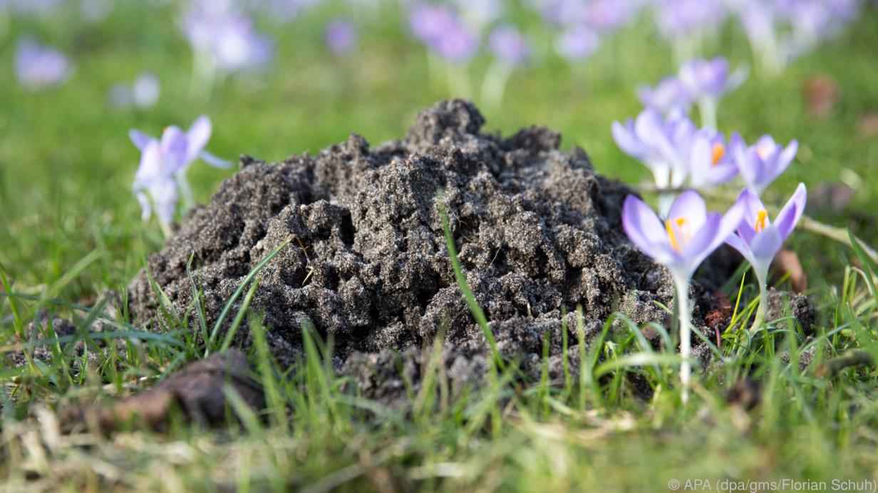 Ein Plädoyer für den Maulwurf im Garten