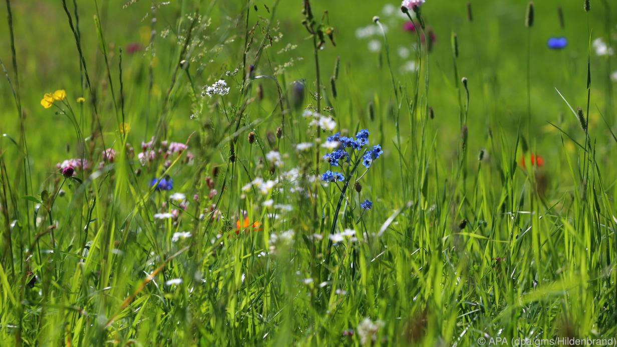 Ein schöner Garten ohne Aufwand