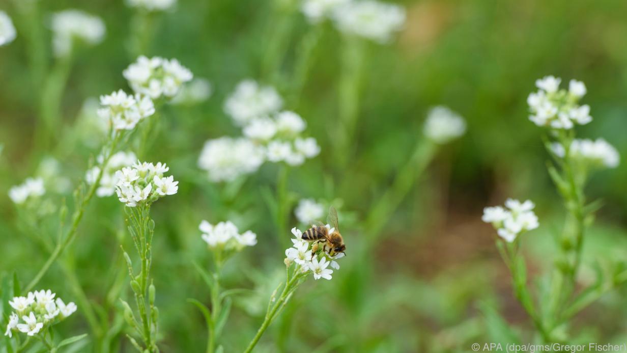 Alternative Rasen aus Kräutern und Moos