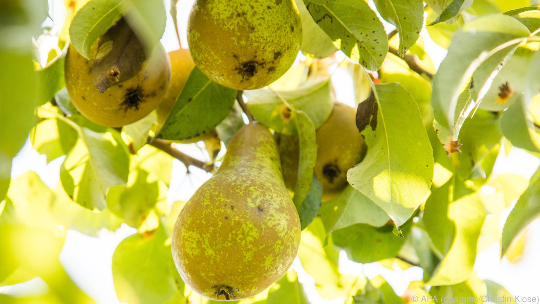 Von Grün zu Gold: Die Birnen-Ernte im Herbst