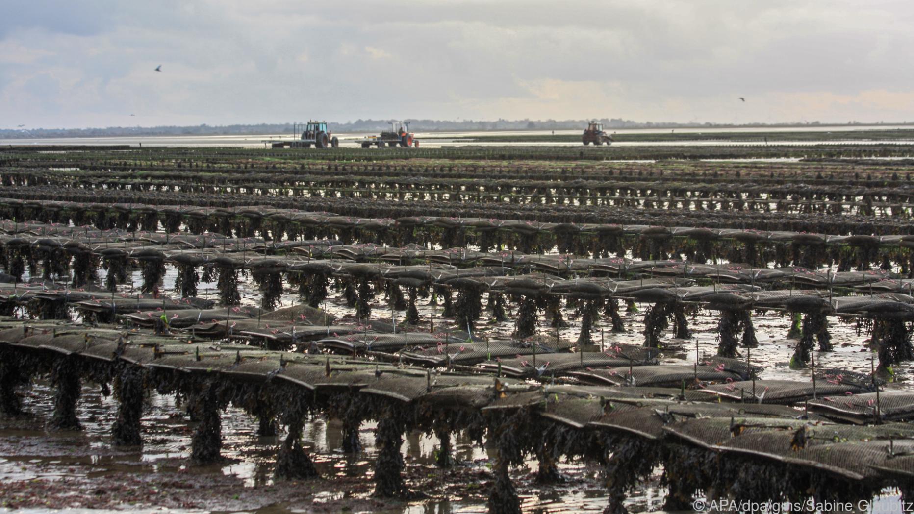 Normandie Die schönsten Muscheln der Welt Normandie Die schönsten Muscheln der Welt