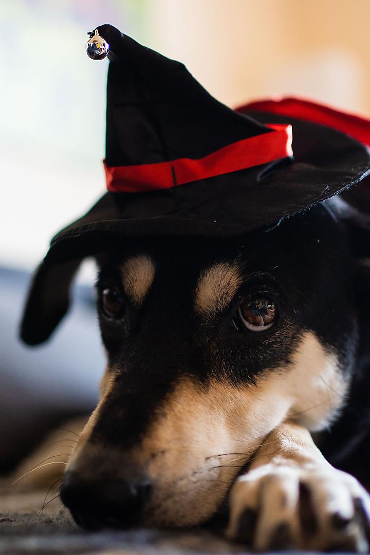 Ständiges Klingeln, Dauerlärm, ungewohnte Geräusche und Sprechchöre: Was für Kinder und Erwachsene zu Halloween ein großer Spaß sein kann, bedeutet für viele Hunde und Katzen absoluten Stress. 