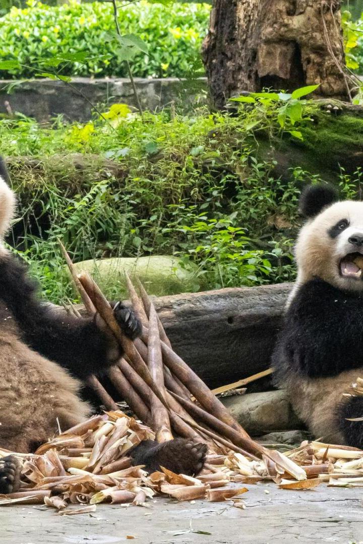 ++ HANDOUT ++ Welche Pandas genau nach Österreich kommen, steht noch nicht fest