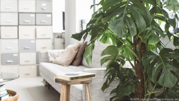 Die Monstera bildet große Blätter, die dekorativ nach oben ranken Die Monstera bildet große Blätter, die dekorativ nach oben ranken