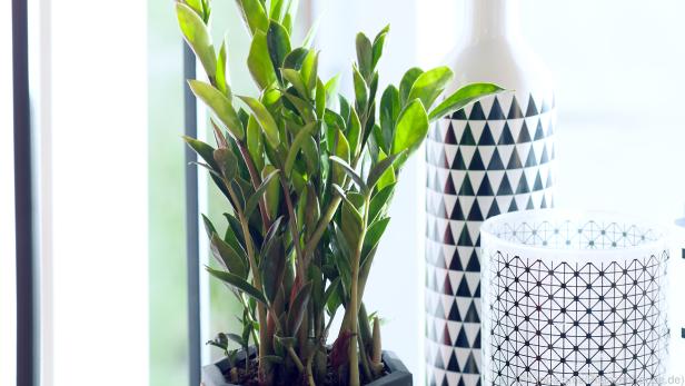 Die Zamioculcas wird auch Glücksfeder genannt Die Zamioculcas wird auch Glücksfeder genannt