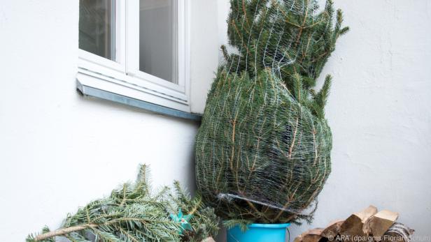 Der Christbaum wird am besten in einer schattigen Ecke im Freien aufbewahrt Der Christbaum wird am besten in einer schattigen Ecke im Freien aufbewahrt