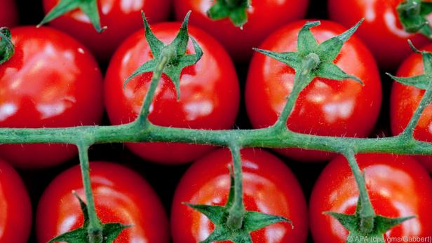 Der grüne Stiel von Tomaten ist nur in großer Menge giftig Der grüne Stiel von Tomaten ist nur in großer Menge giftig