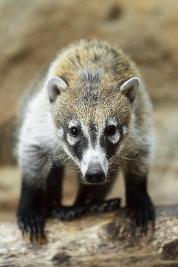 Zwei neue Nasenbären sind in den Tiergarten Schönbrunn eingezogen