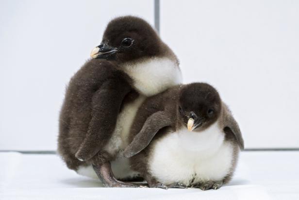 Nachwuchs für bedrohte Pinguin-Art im Tiergarten Schönbrunn