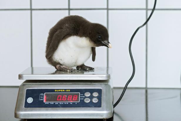 Nachwuchs für bedrohte Pinguin-Art im Tiergarten Schönbrunn