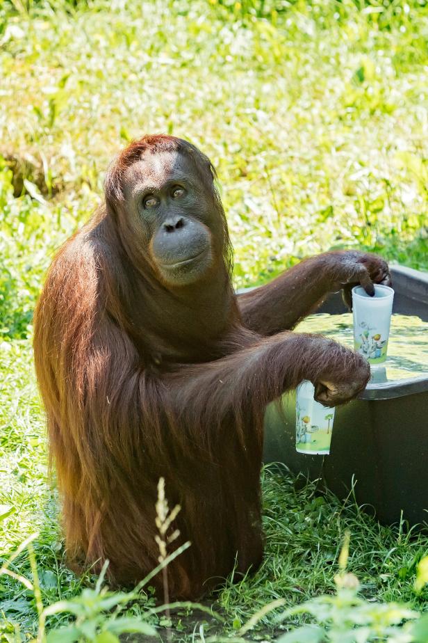 Tierische Hitzewelle – Badespaß mit den Orang-Utans im Tiergarten Schönbrunn