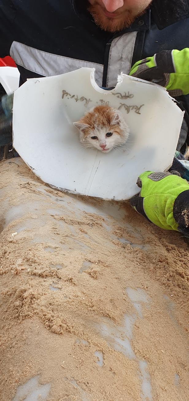 Eine Katze bleibt in einem Kunststofftank stecken und muss gerettet werden