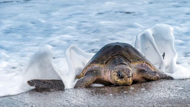 Schildkröte am Strand von Costa Ricas Karibikküste