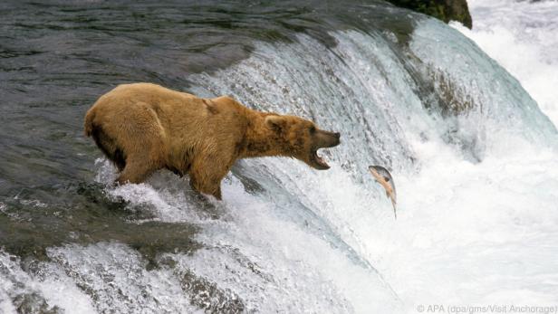 In Alaska können Reisende Bären beim Fangen von Lachsen beobachten
