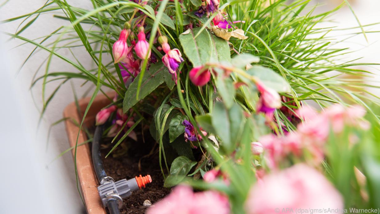 So wird der Garten klimaresistent