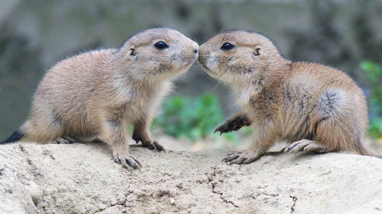 Verunreinigung DNATests für Hunde sollen Besitzer ausfindig machen