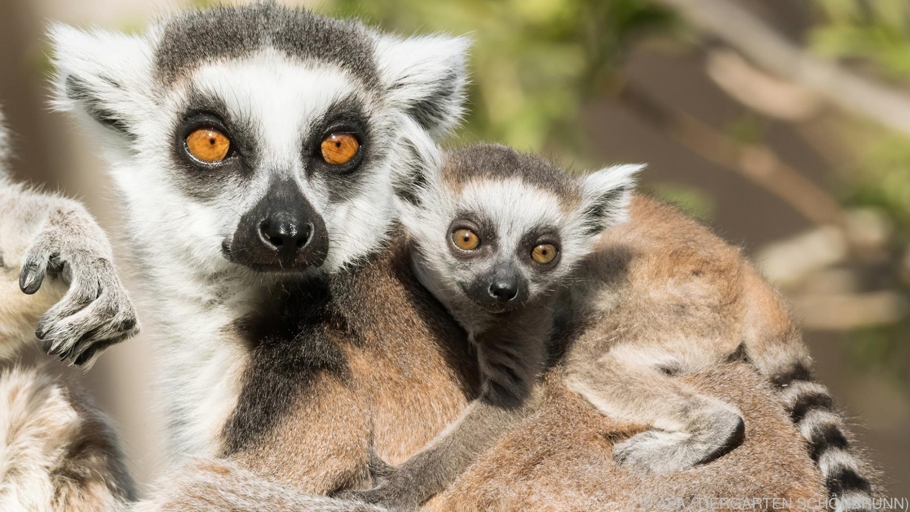 Katta Nachwuchs Im Tiergarten Schönbrunn 