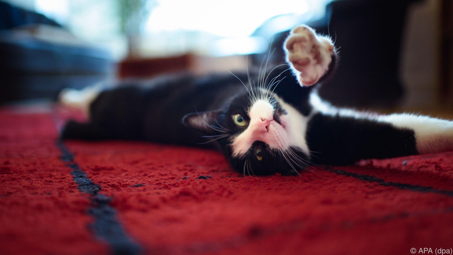 Manche Katzen leiden, wenn die Besitzer nicht zu Hause sind