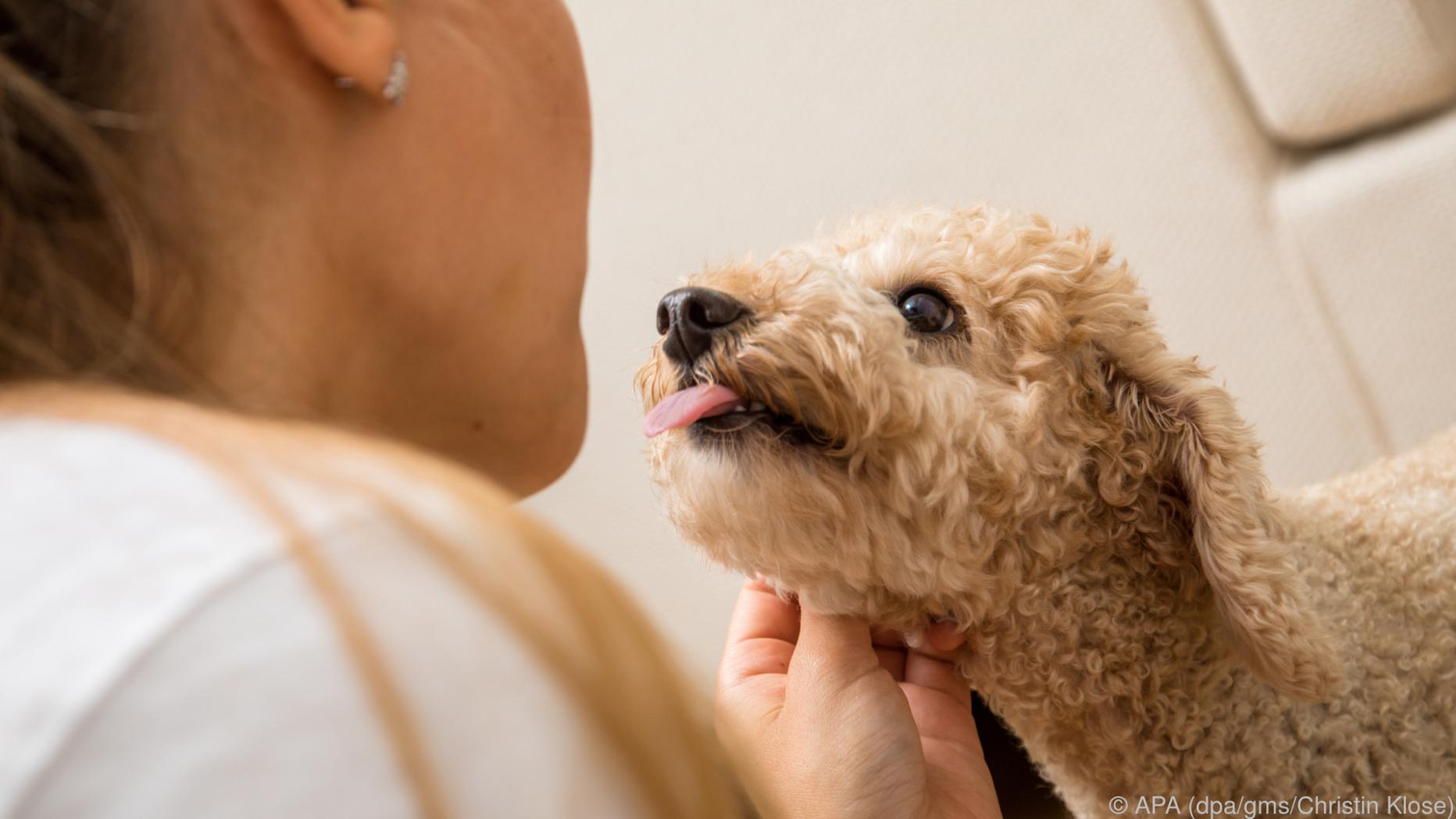 Den Hund Schritt für Schritt auch ans Alleinsein gewöhnen