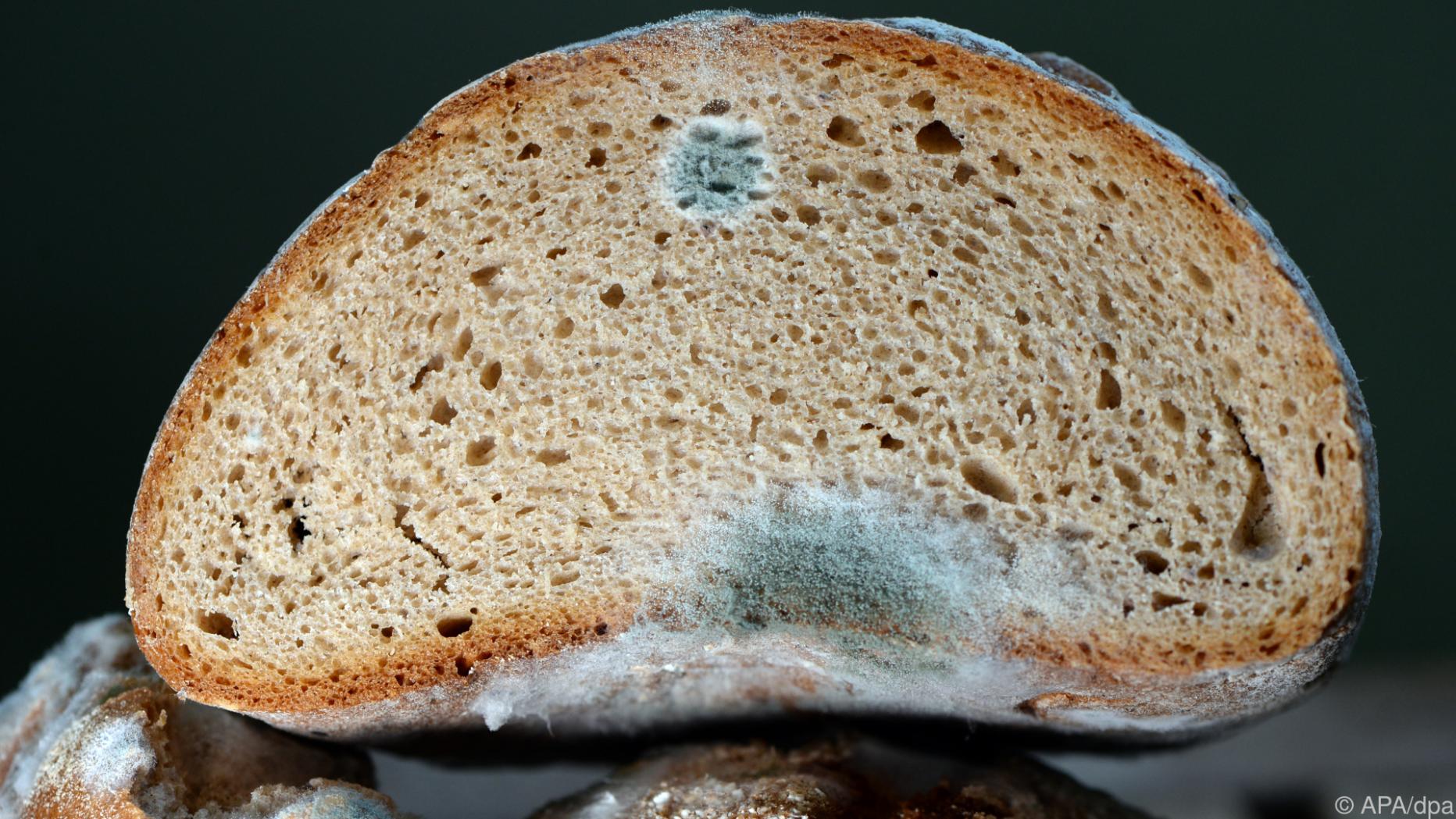 Brot Kann Schimmeln Was Kannst Du Sprüche