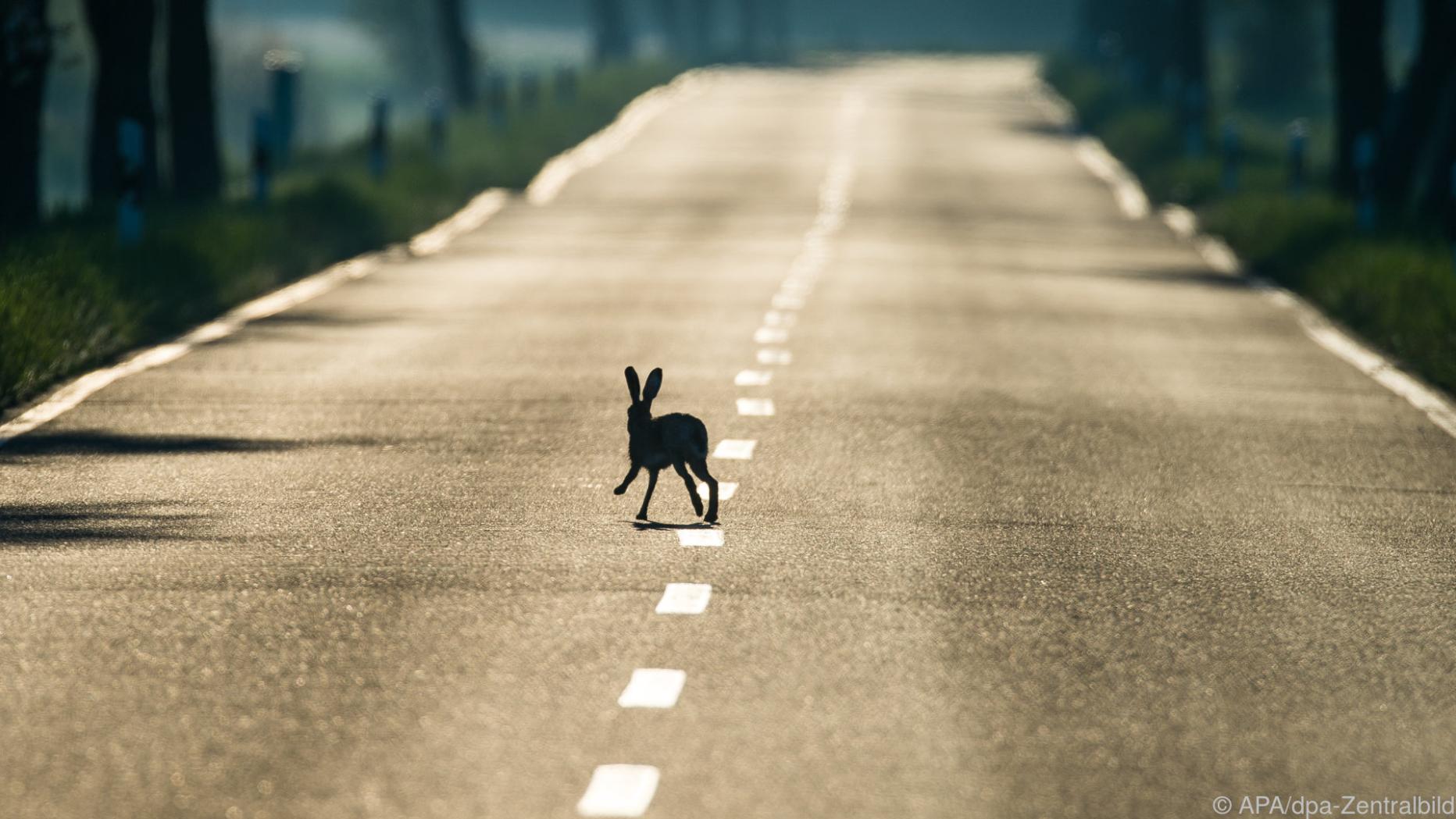 Заяц увидел. Заяц убегает. Увидеть зайца на дороге. Увидеть зайца на дороге. Примета заяц перебежал дорогу.