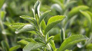 Das Extrakt der Stevia-Pflanze heißt Steviolglycoside