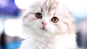 Auch die Schottische Faltohrkatze ist ein Beispiel für eine Qualzüchtung