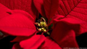 Die eigentlichen Blüten sind gelb und etwa so groß wie ein Stecknadelkopf