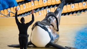 Orcas in Delfinarien sind problematisch - sie werden psychisch krank