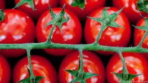Der grüne Stiel von Tomaten ist nur in großer Menge giftig