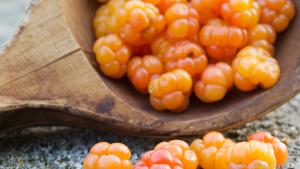 Moltebeeren wachsen in den Wäldern Finnlands