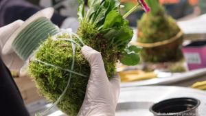 Der Ballen aus Blumenerde um die Wurzeln wird mit Moos umhüllt