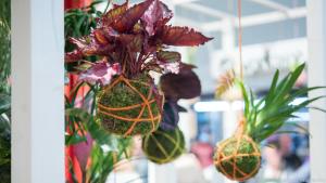 In Kokedama gehüllte Pflanzen lassen sich gut aufhängen.