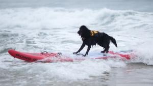 Was dem Hund nicht schadet, ist auch erlaubt. Das kann auch Surfen sein