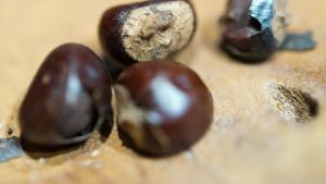 Guaranabohnen enthalten jede Menge Koffein