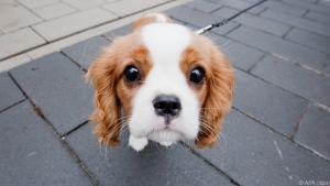 Diese Studie klärt die Herkunft des Hundeblicks auf