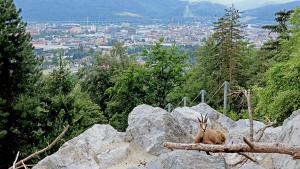 Vom Alpenzoo sich ein schöner Blick auf die Stadt