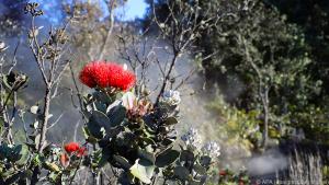 Sprösslinge der Ohia-Bäume: Sie kommen mit den Bedingungen am Vulkan zurecht