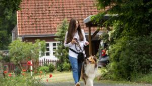 Korrektes Bei-Fuss-Gehen lernen Hunde nicht durch Zug an der Leine