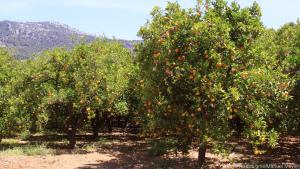 Beim Orangenpflücken ist man auf Mallorca im Sommer fast alleine