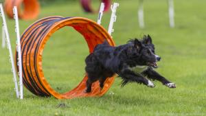 Hoopers Agility ist eine Hundesportart speziell für ältere Hunde