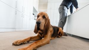 Job Bürohund: Viele Gerüche und Menschen zu unterscheiden ist harte Arbeit