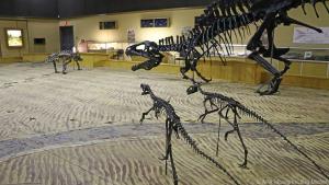Im Tumbler Ridge Museum sind einige Saurierskelette ausgestellt
