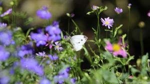 In naturnahen Gärten sollen auch Insekten wie Kohlweißlinge Futter finden