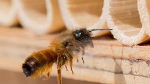 Mancher Hersteller bietet liefert zu Insektenhäuschen auch die Tiere mit