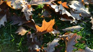 Laub ist ein natürliches Isoliermaterial, das es im Herbst in Fülle gibt
