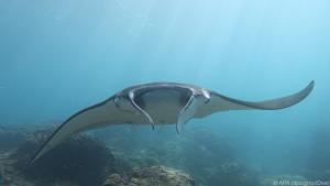 Beim Schnorcheln auf Tuchfühlung mit Manta-Rochen