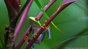 Entdeckung im Dschungel: ein Rotaugenlaubfrosch