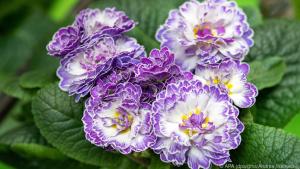 Die Rosenprimel (Primula vulgaris belarina) erblüht im März