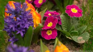 Eine farbenfrohe Kombination: Hyazinthen, Tulpen und Primeln